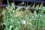 Barley (Hordeum vulgare), Poaceae, FMNV07P10_11