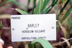 Barley (Hordeum vulgare), Poaceae, FMNV07P10_12