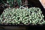 sprouts, FMNV07P12_04