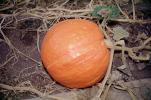 Pumpkin Patch, FMNV07P13_15