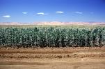 Corn Stalks, Corn, Field, Cornfield, dirt, soil