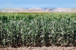 Corn Stalks, Corn, Field, Cornfield