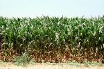 Corn Stalks, Field, Cornfield, Corn, FMNV07P15_07