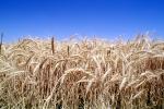 Wheat, FMNV08P02_07