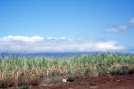 Sugar Cane, Hawaii, FMNV08P03_01