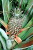 Pineapple, Pineapple Farm, Bromeliad, Poales, Bromeliaceae, Maui, FMNV08P03_10