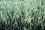Wheat, FMNV08P03_12