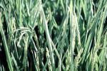 Wheat, FMNV08P03_13