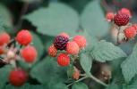 Blackberry, Blackberries, Springtime, FMNV08P09_12