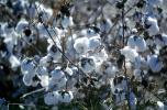Cotton, near Needles, FMNV08P10_03