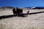 Farmer and a Horse Plow, Plowing, soil, dirt, FMNV08P10_17