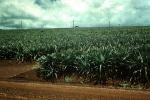 Pineapple Field, Pineapple Farm, Bromeliad, Poales, Bromeliaceae, Maui, FMNV08P12_06