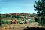 Corn Harvesting, Tractor, Corn, Cornfield, truck, autumn