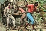 Sugar Cane, White Racist, Slave Trade, Slave owner, southern USA, Owner, FMNV08P12_18C