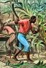 Sugar Cane, White Racist, Slave Trade, southern USA, Domination, Cruel, FMNV08P12_18D