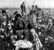 Cotton Pickers in the Field, Woman, Slave, 1890's, FMNV08P12_19