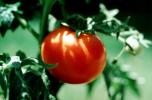 Tomatoes, FMNV08P14_01