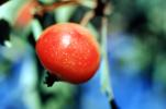 Tomatoes, FMNV08P14_02