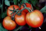 Tomatoes, FMNV08P14_03