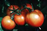 Tomatoes, FMNV08P14_04