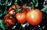 Tomatoes, FMNV08P14_05