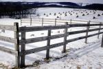 Fence in the Snow, Bundles of Hay, FMNV08P14_14