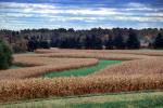 Wheat Fields, FMNV08P14_15