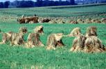 Hay Bundles in a field, FMNV08P14_17