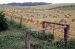 Hay Bundles in a field, FMNV08P14_18