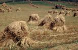 Hay Bundles in a field, FMNV08P15_01
