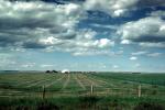 windrows, cumulus clouds