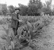 Luther Burbank Gardens, tending spineless cactus plants, 1890