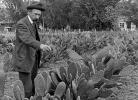 Luther Burbank Gardens, tending spineless cactus plants, 1890, FMNV08P15_18C