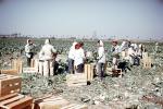 migrant farm labor, laborer, lettuce, farmworker, dirt, soil, boxes, women, FMNV09P02_04