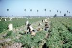 migrant farm labor, laborer, lettuce, farmworker, dirt, soil, FMNV09P02_06