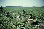 migrant farm labor, laborer, lettuce, farmworker