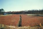 Cranberry Fields, FMNV09P02_09