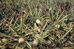 Pineapple Fields, Hawaii, Plant, ready for harvesting, Pineapple Farm, Bromeliad, Poales, Bromeliaceae, Maui, dirt, soil, FMNV09P02_14