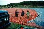Harvesting Cranberries, Cranberry, Farmer, FMNV09P03_04