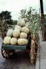 Squash, Pumpkins, Cart, Corn Stalks, Grand City Missouri, FPFV01P01_10