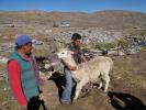 Killing a Lama, slaughter, FPMD01_003