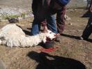 Killing a Lama, FPMD01_008