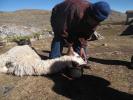 Killing a Lama, FPMD01_009