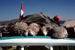 Dead Sheep, Essaouira, Morocco, FPMV01P02_14