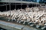 Geese ready for slaughter, Beijing, China, Chinese, Asian, Asia, FPMV01P02_16