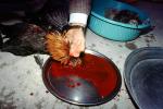 Chicken Slaughterhouse, Rooster Slaughter, Blood, bleeding neck, meat, killing, bird, FPMV01P09_18