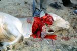 Dead Cow, cattle, blood, red meat, kill, killed, Touba, Senegal, FPMV01P10_04