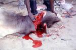 Dead Cow, cattle, blood, red meat, kill, killed, Touba, Senegal, FPMV01P10_05