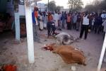 slaughter, crowds, Dead Cow, cattle, blood, red meat, kill, killed, Touba, Senegal, FPMV01P10_06