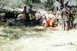 Elephant Slaughter, Blood, beheaded, meat, killing, safari, hunters, 1950s, FPMV01P10_13